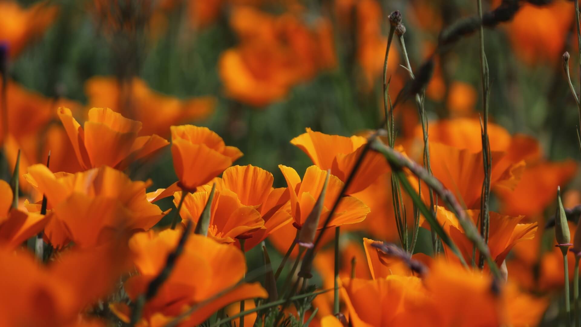 Earthly Meadow